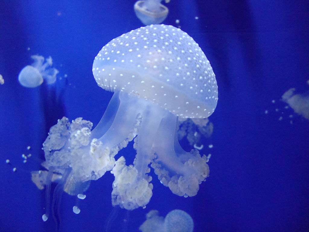 Foto di Irene Grassi | CC-BY-SA-2.0 ACQUARIO DI GENOVA